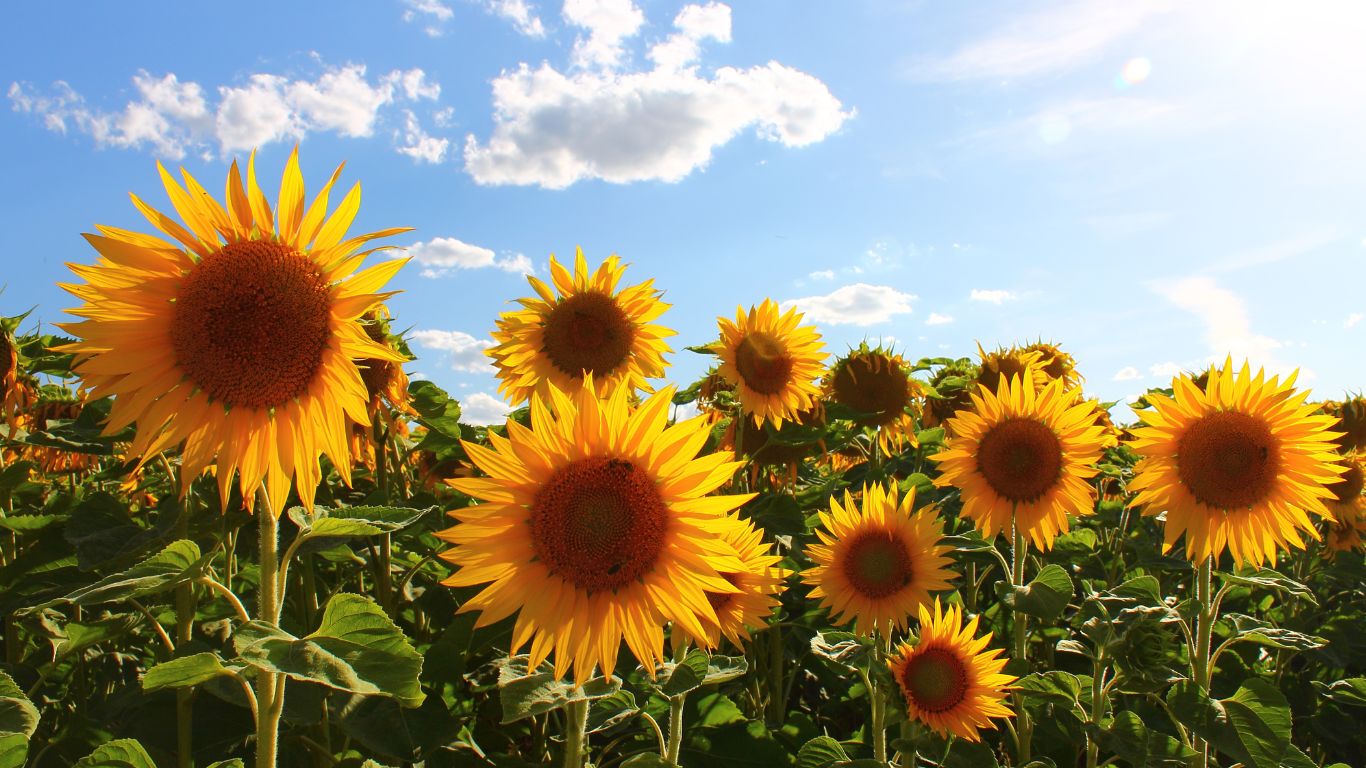 Primavera destinos para rodearte de flores