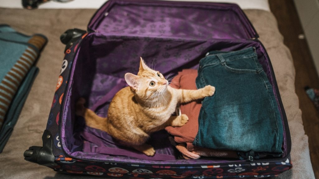 Viajar con gatos a Estados Unidos