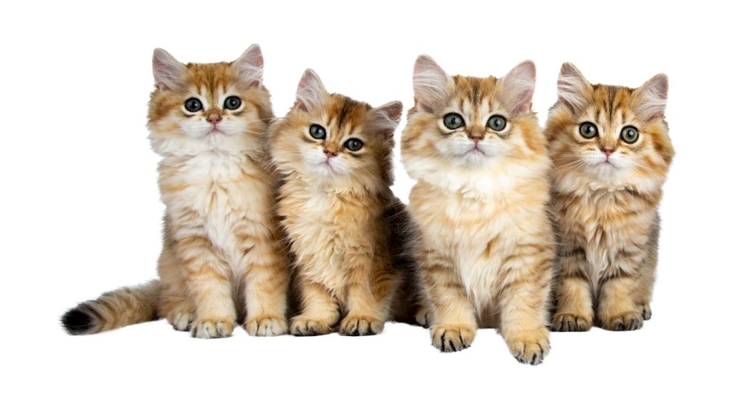 Viajar con gatos a Estados Unidos