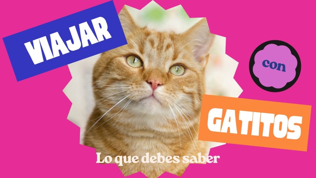 Viajar con gatos a Estados Unidos